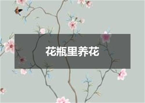花瓶里养花